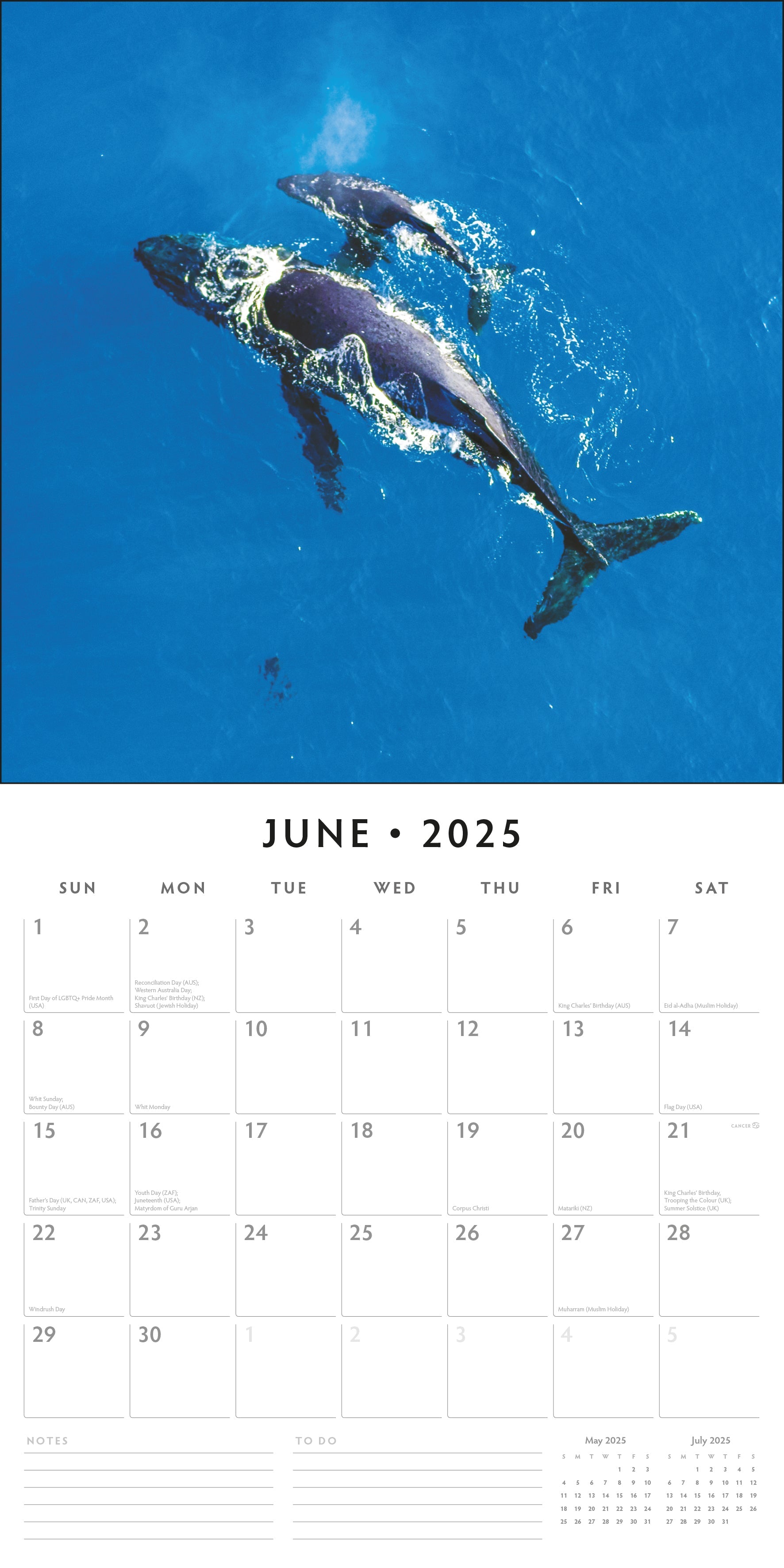 2025 Whales - Square Wall Calendar