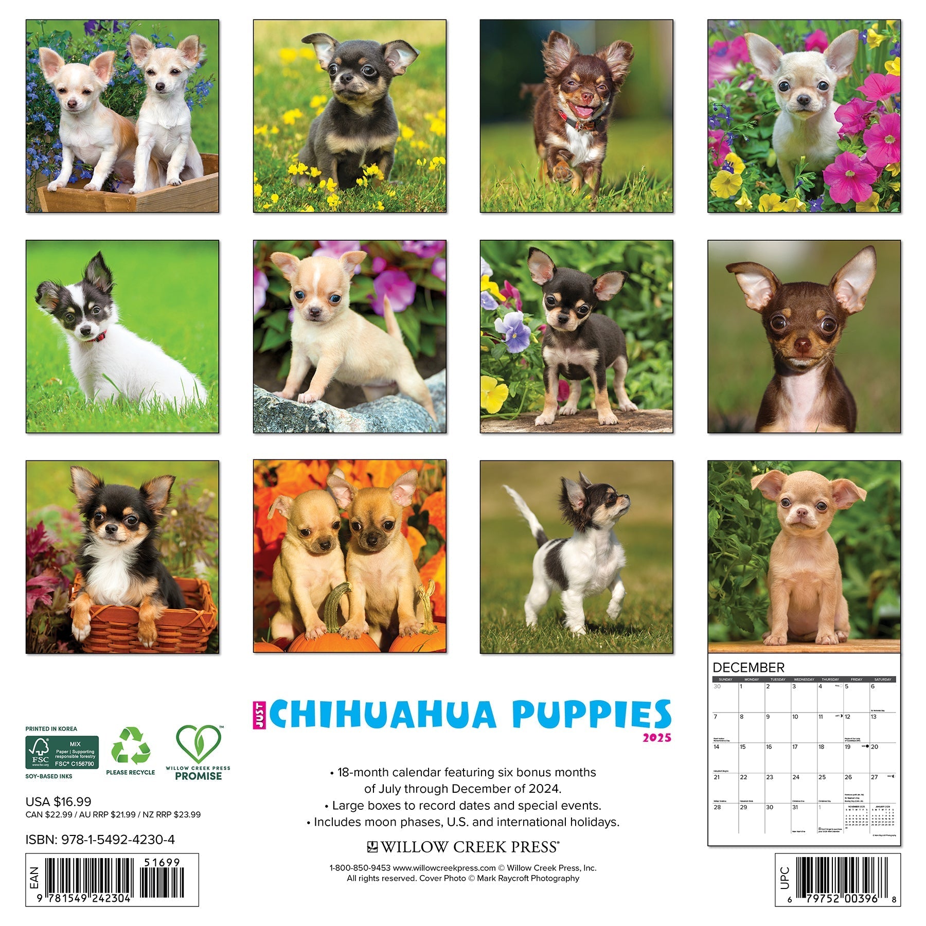 2025 Chihuahua Puppies - Square Wall Calendar