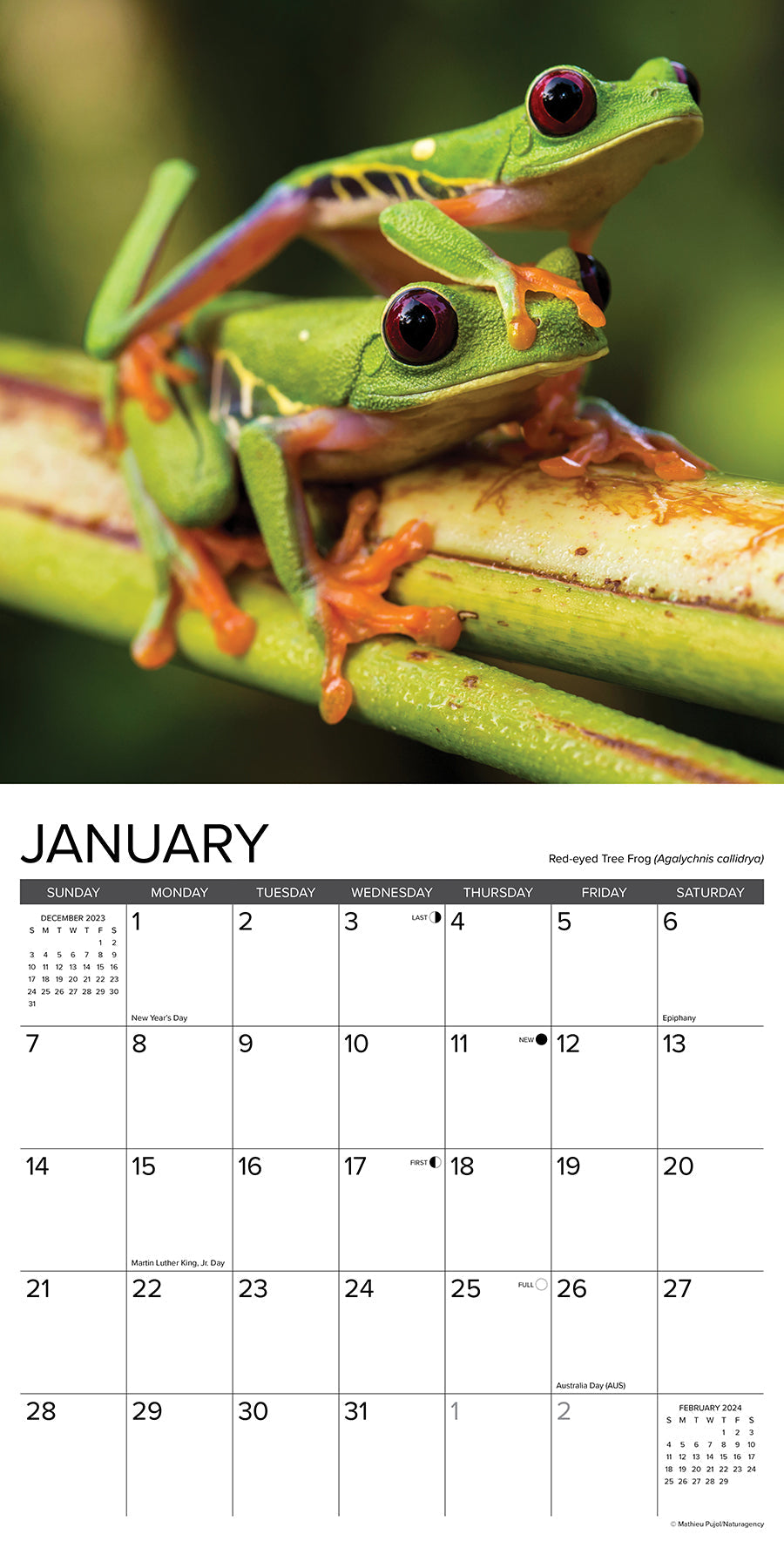 2024 Just Frogs - Square Wall Calendar