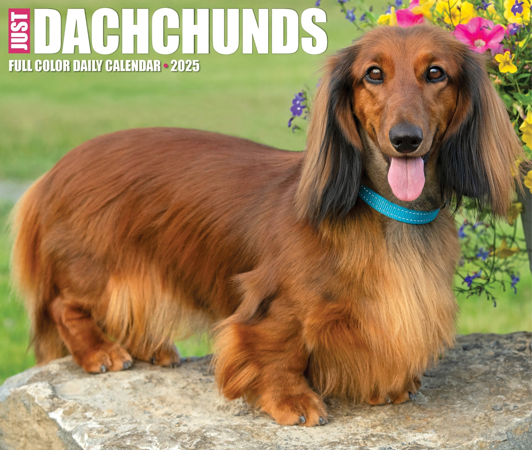 2025 Dachshunds - Daily Boxed Page-A-Day Calendar