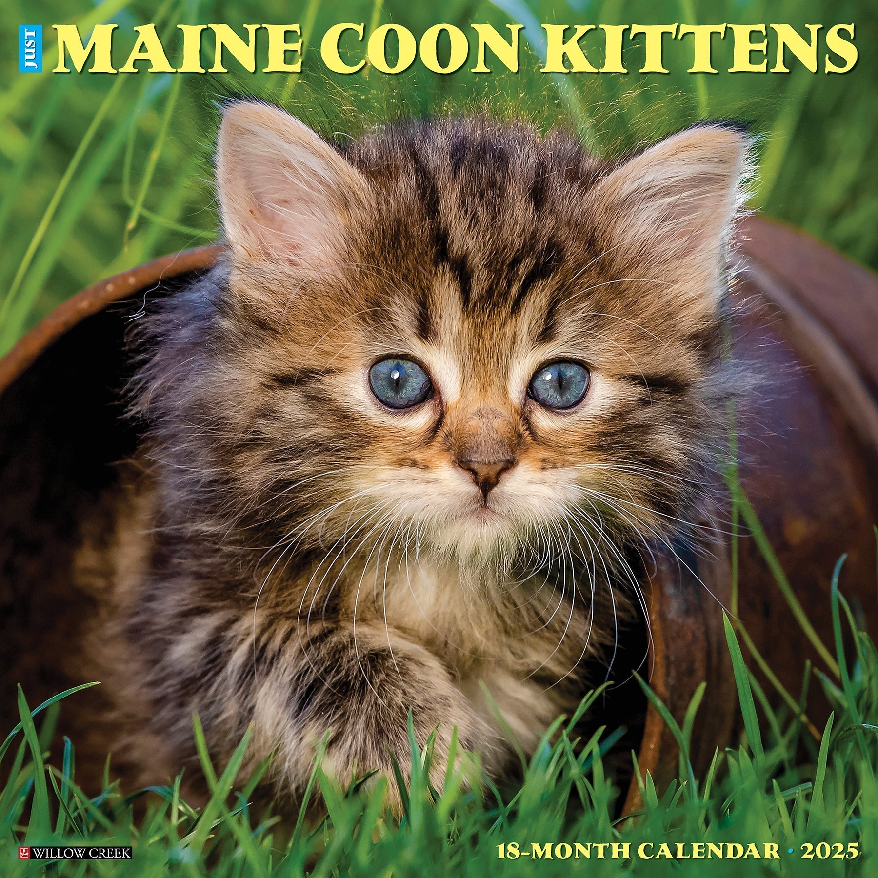 2025 Maine Coon Kittens - Square Wall Calendar