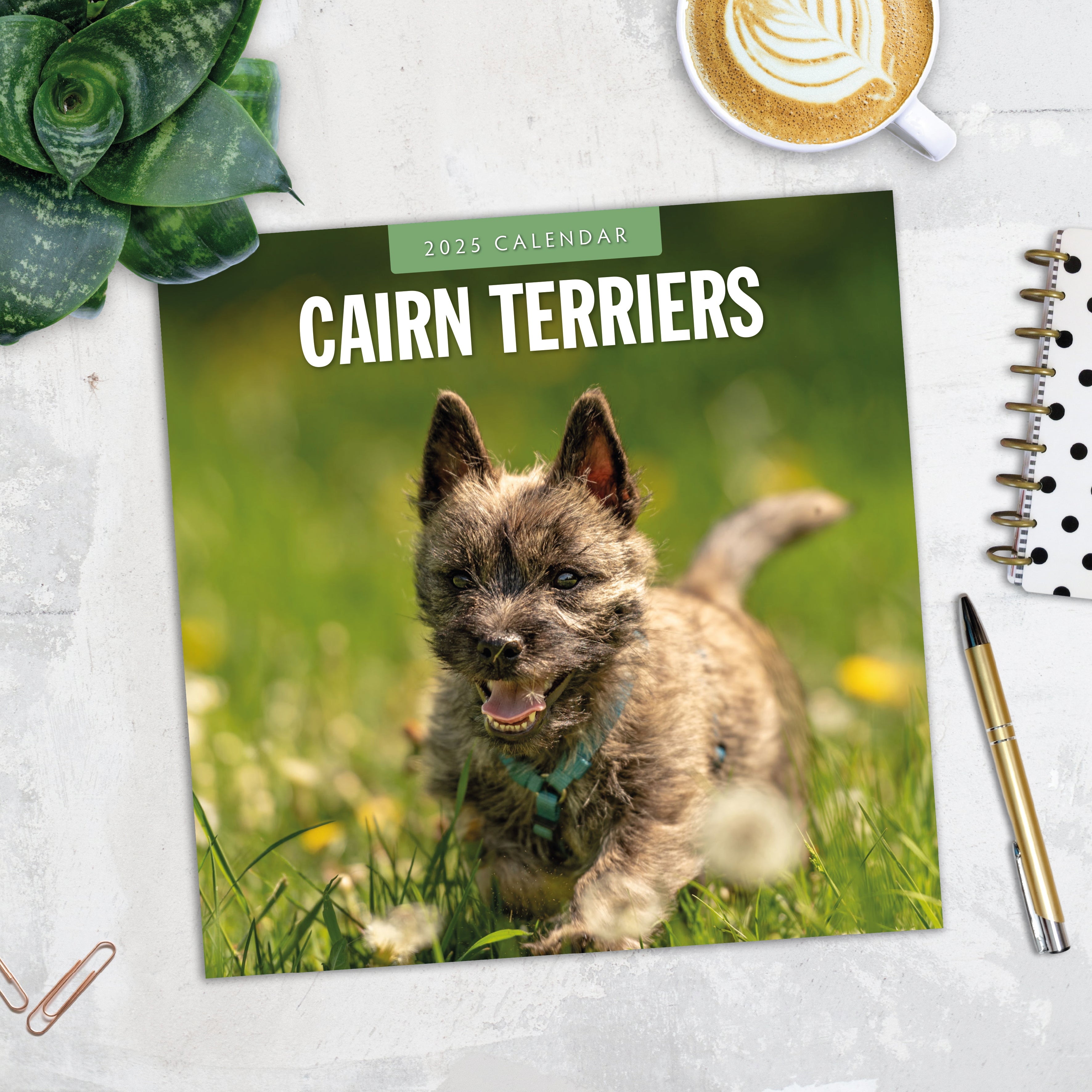 2025 Cairn Terriers - Square Wall Calendar