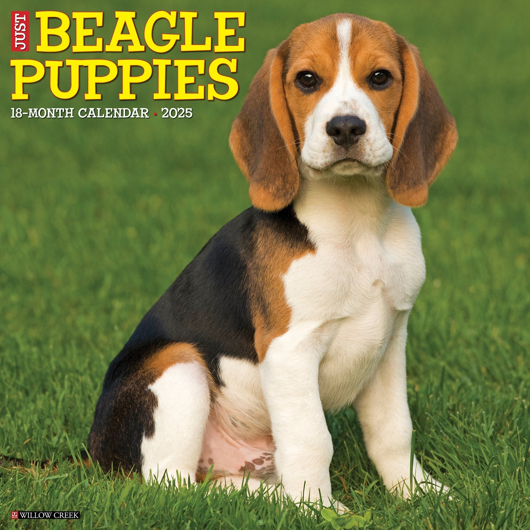 2025 Beagle Puppies - Square Wall Calendar