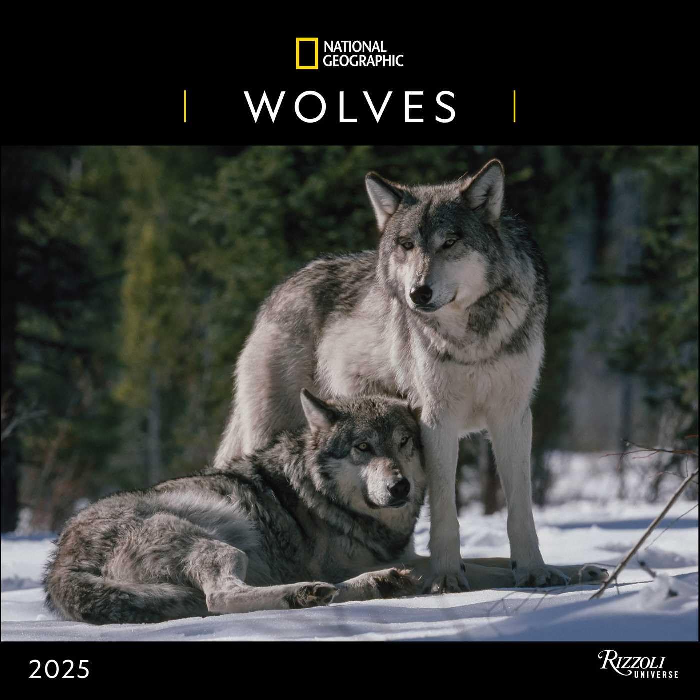 2025 National Geographic: Wolves - Square Wall Calendar