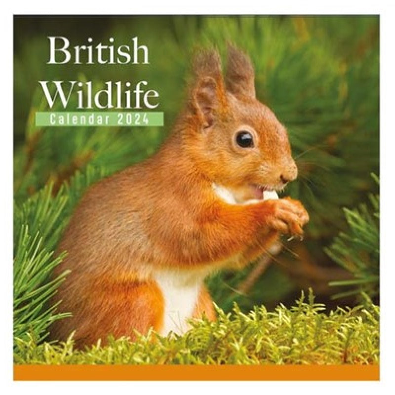 2024 British Wildlife - Square Wall Calendar