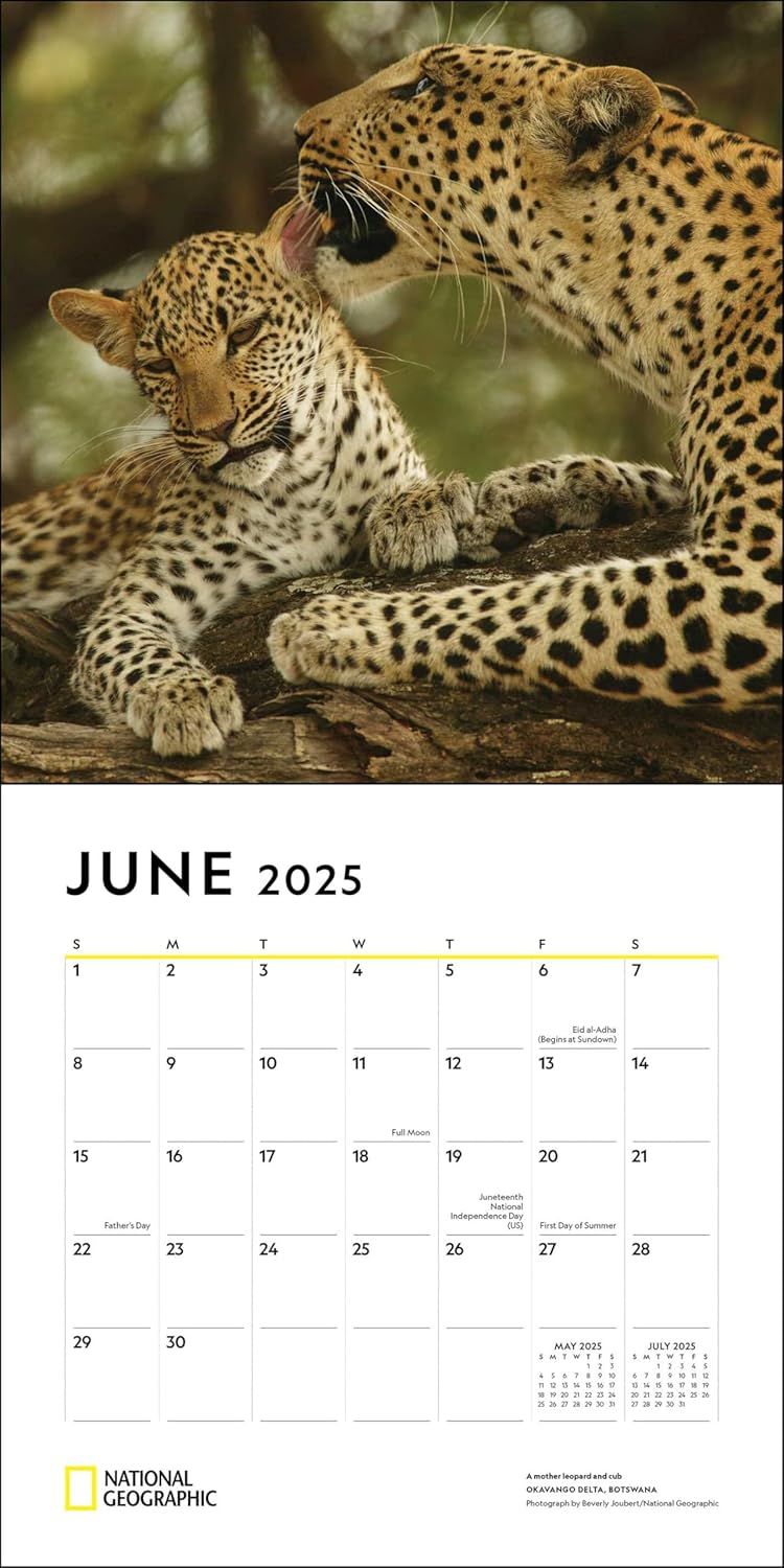 2025 National Geographic: Animal Families - Square Wall Calendar