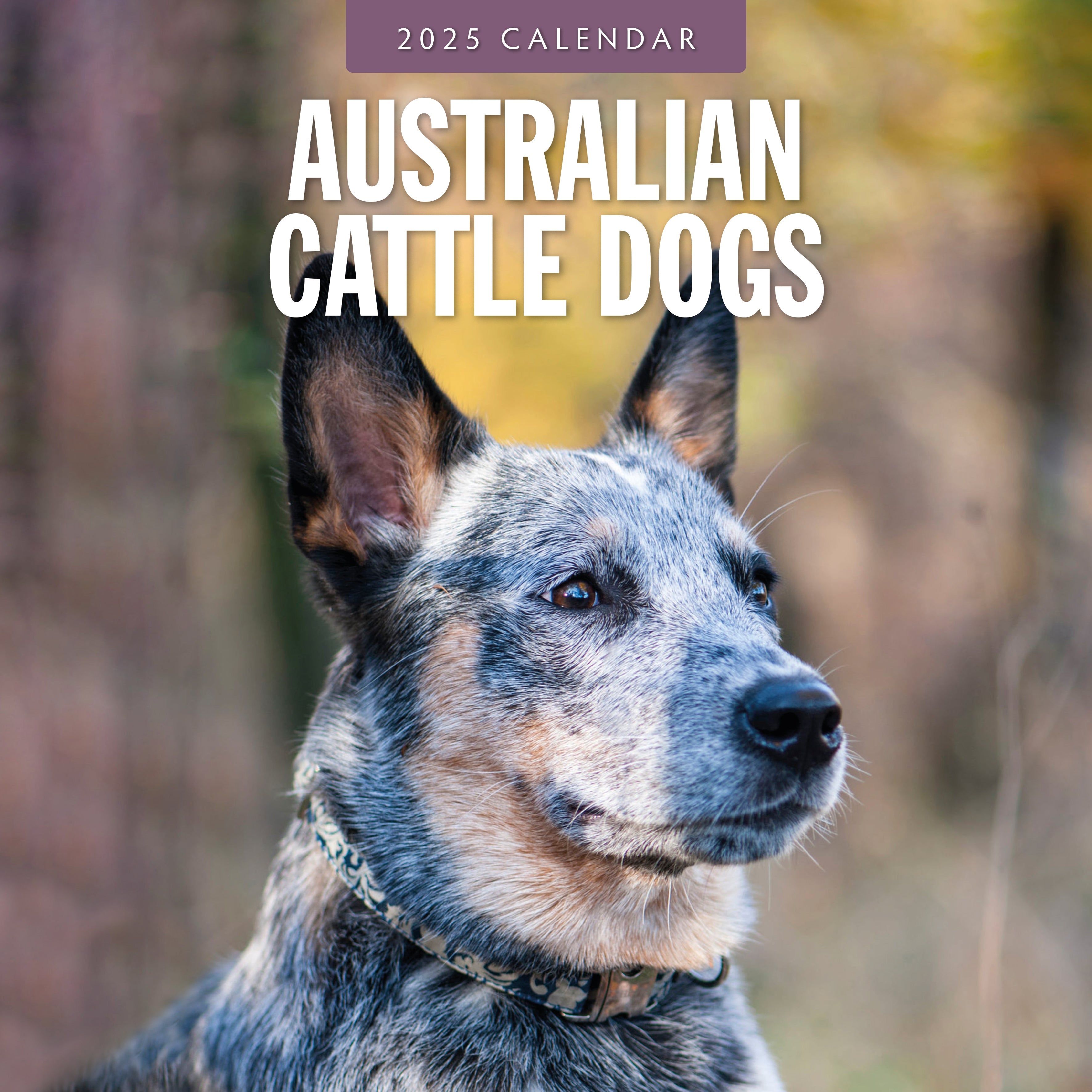 2025 Australian Cattle Dogs - Square Wall Calendar