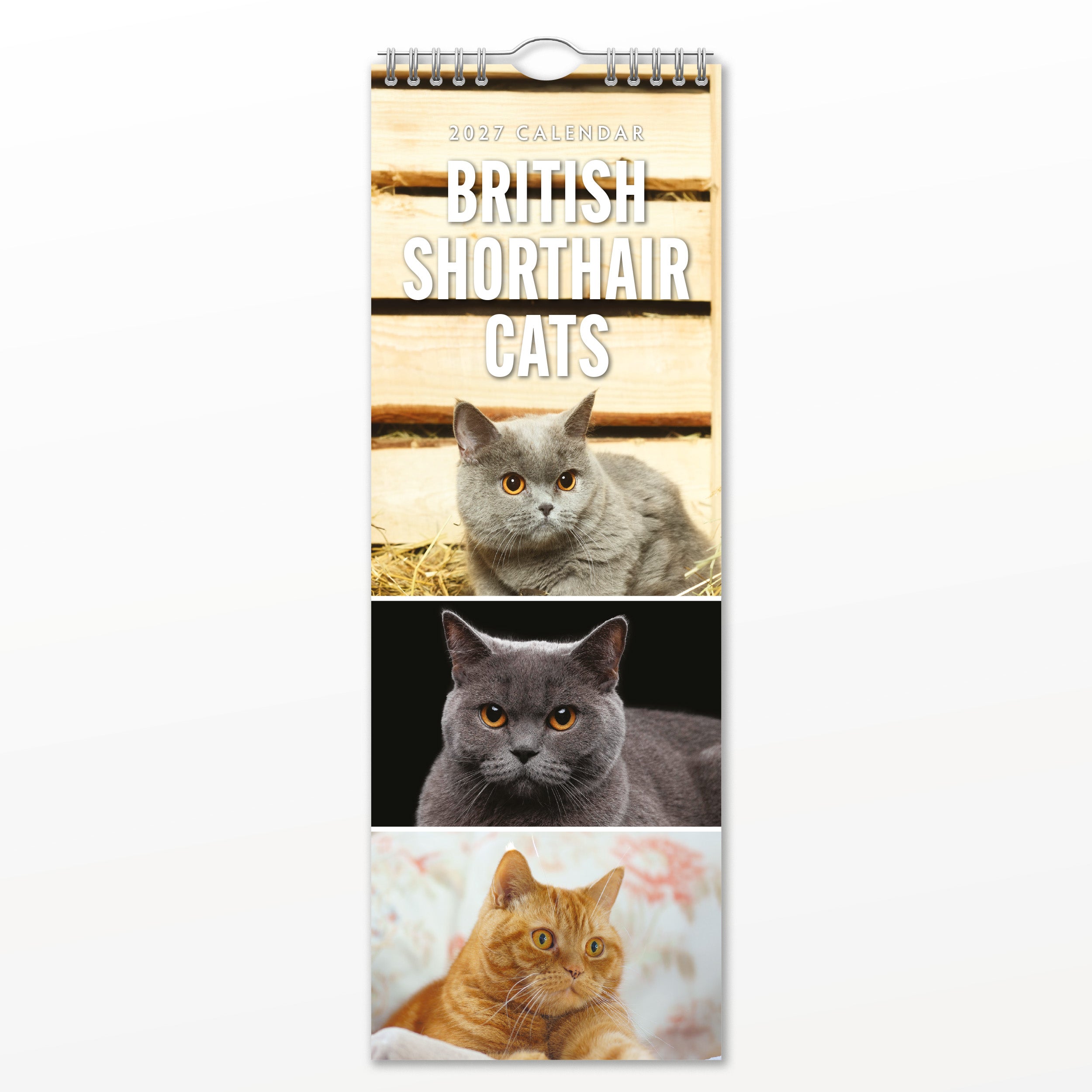 2027 British Shorthair Cats - Slim Wall Calendar