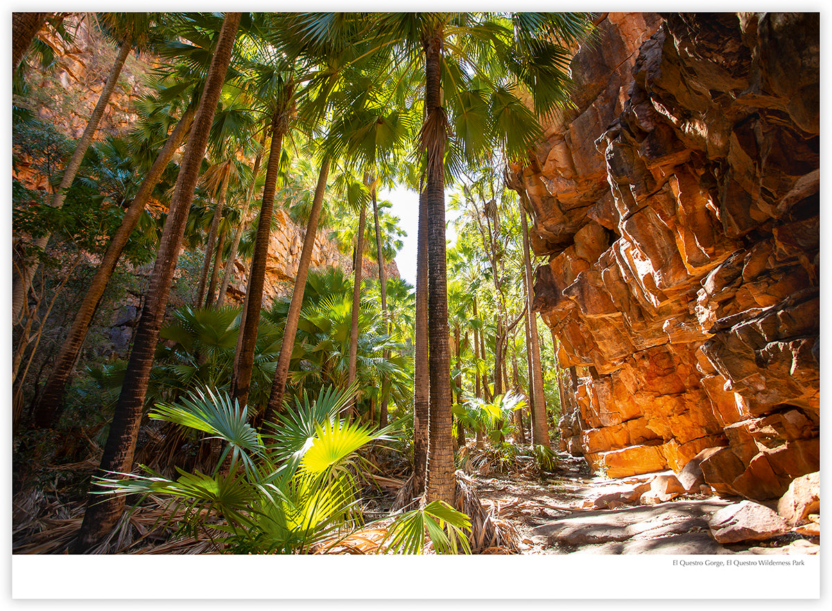 The Kimberley 2027 calendar photograph: Palm trees and red rock at El Questro Gorge