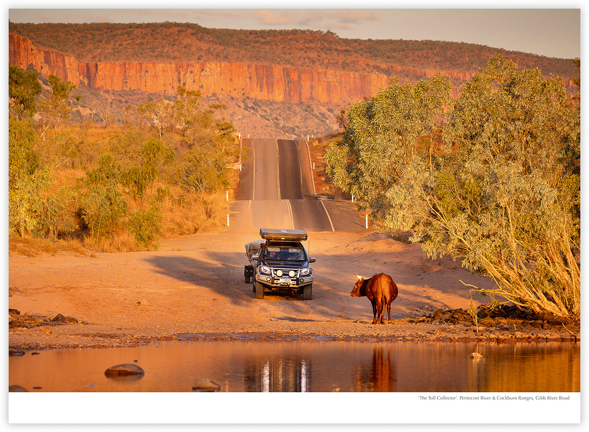 The Kimberley 2027 calendar photograph: A cow crossing the Pentecost River with the Cockburn Ranges behind