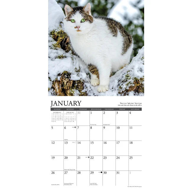 2025 What Cats Teach Us - Square Wall Calendar