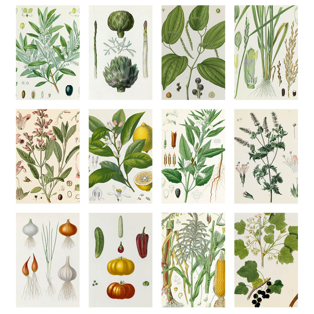 2023 Food Plants-Margaret Cockburn - Desk Easel Calendar