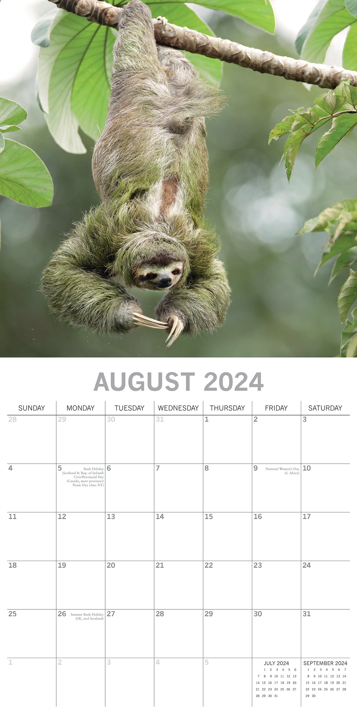 2024 Sloths Square Wall Calendar Animals & Wildlife Calendars by
