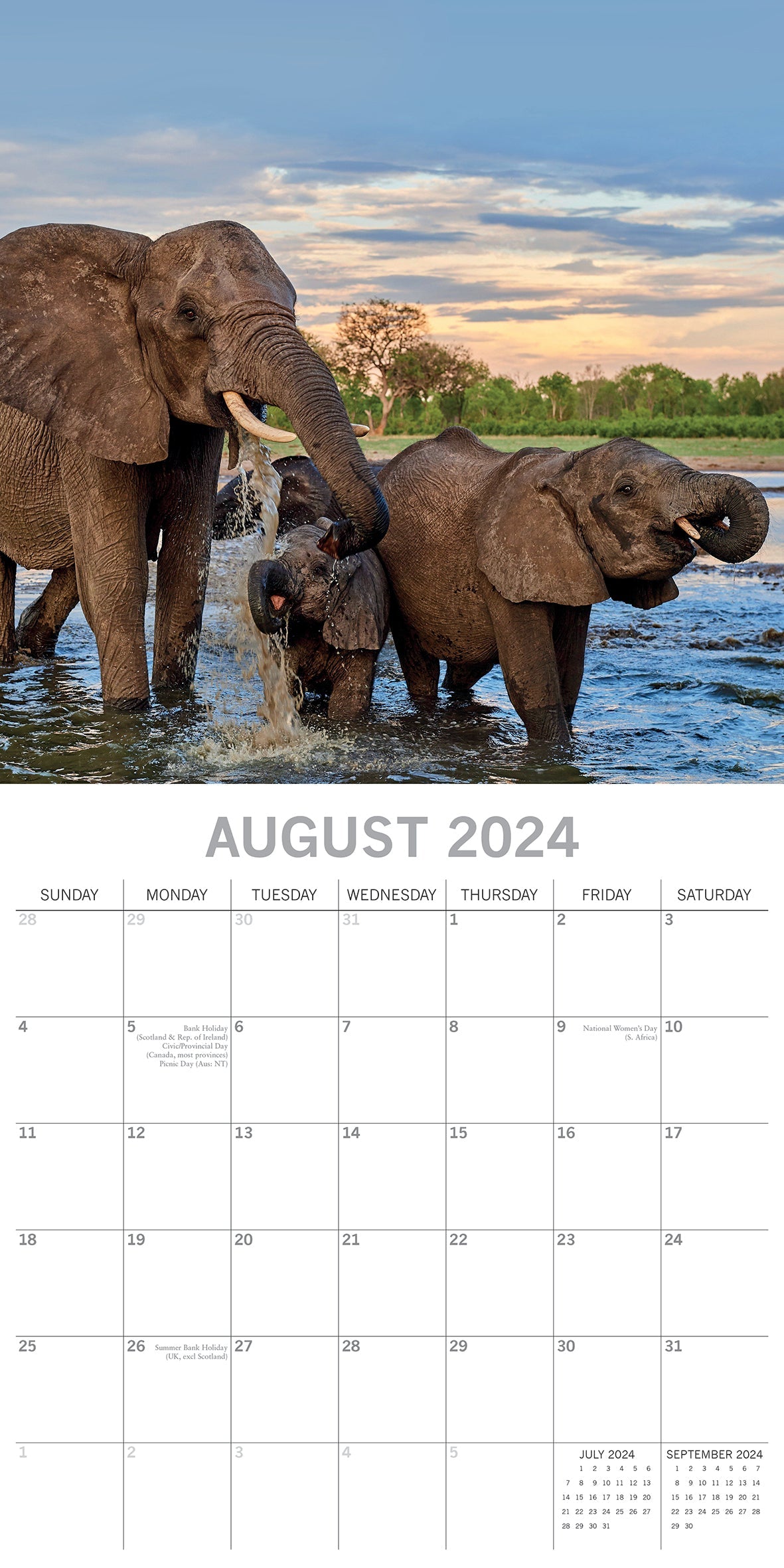 2024 Elephants Square Wall Calendar Animals & Wildlife Calendars