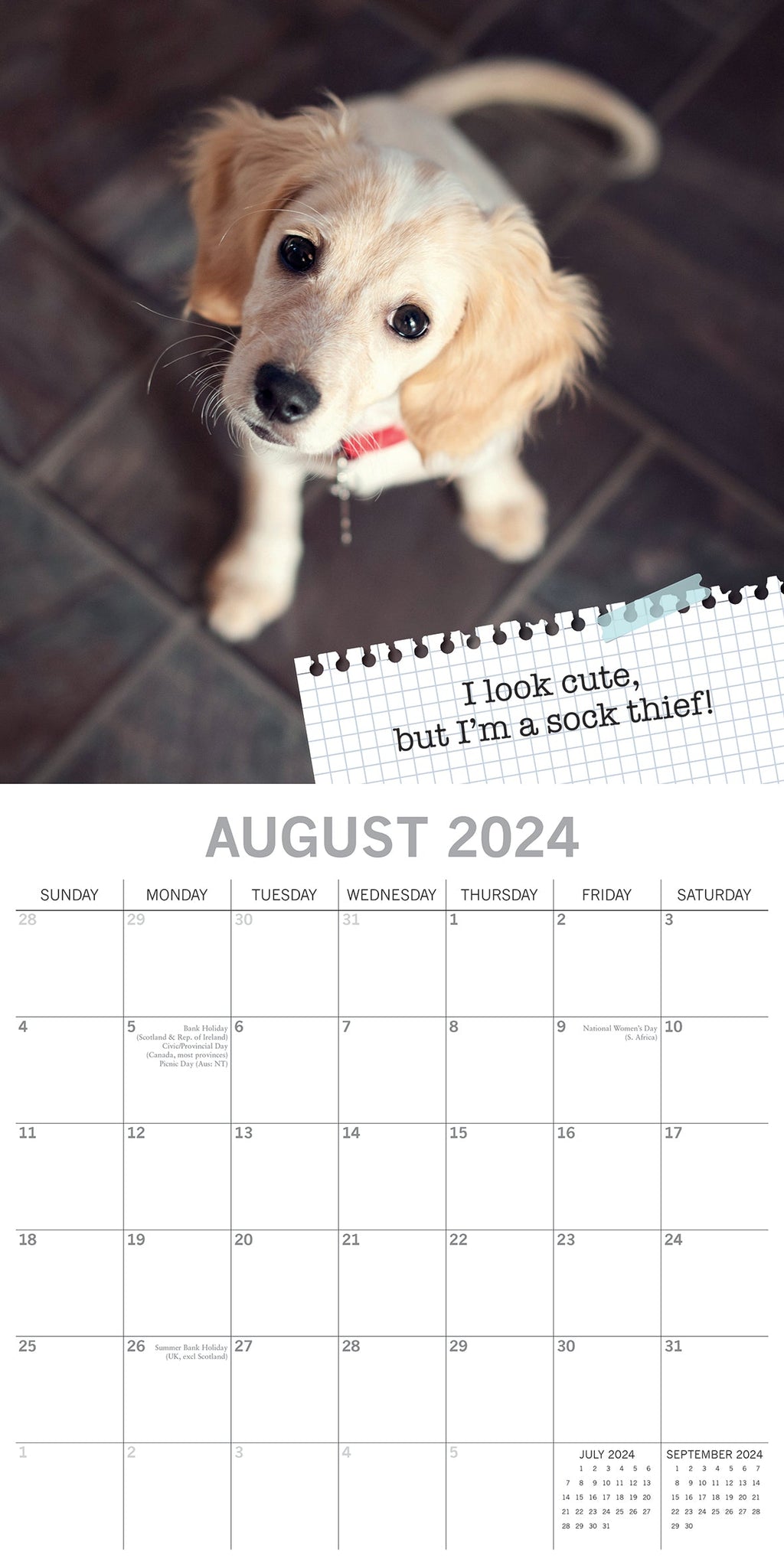 2024 Dog Shaming Square Wall Calendar Dogs & Puppies Calendars by