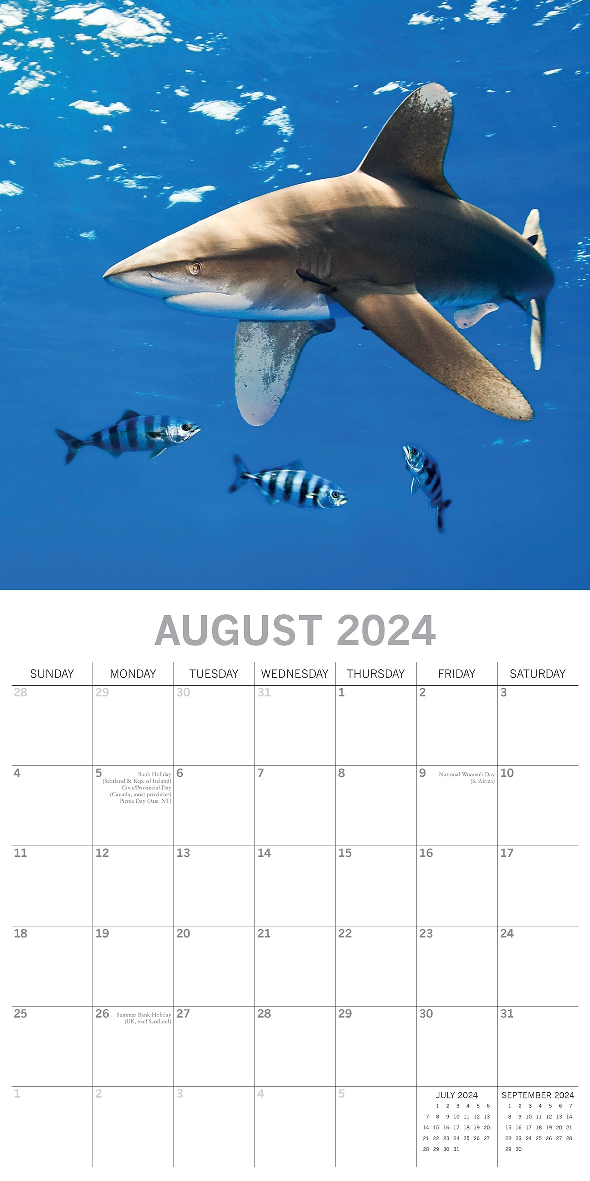 2024 Sharks Square Wall Calendar Animals & Wildlife Calendars by