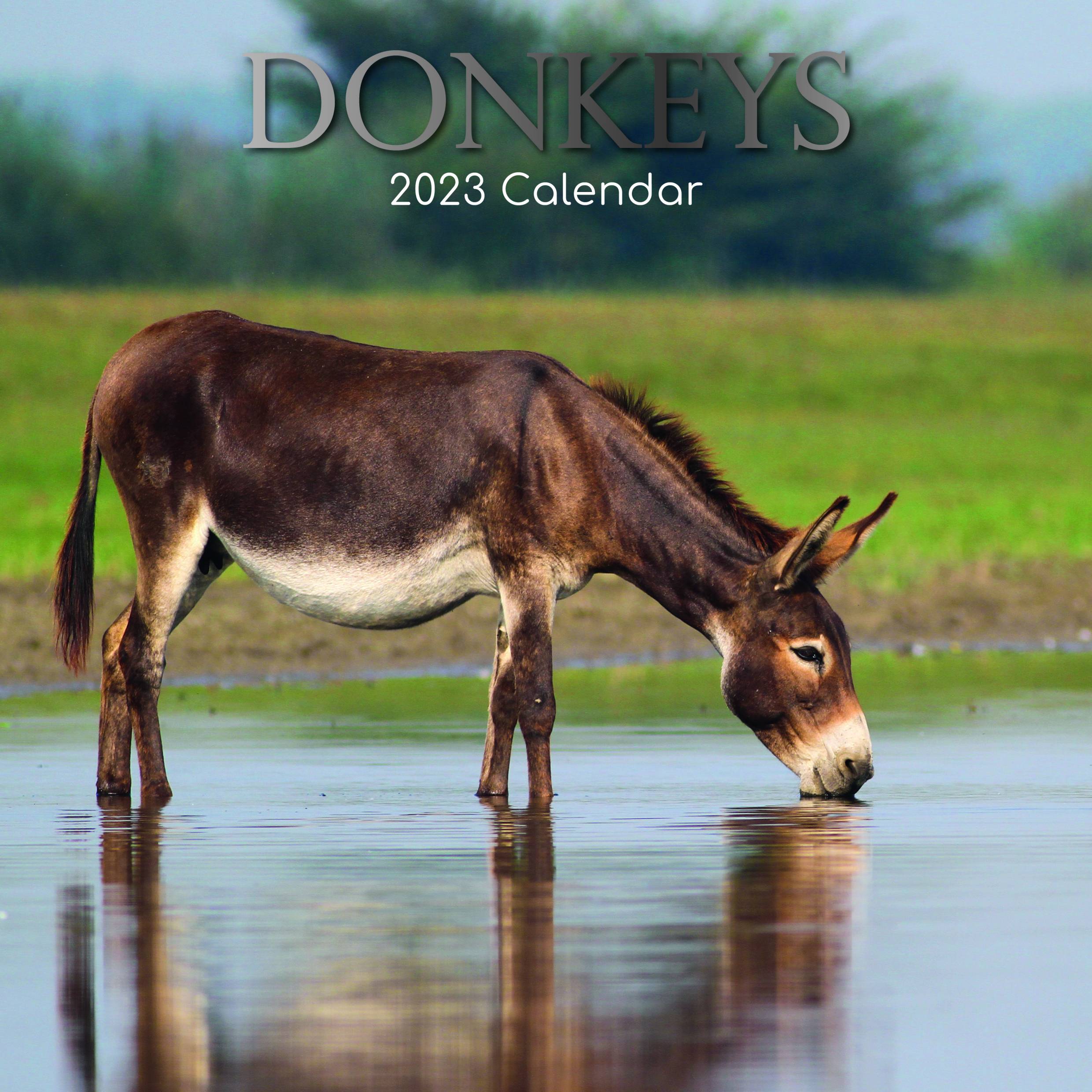 2023 Donkeys - Square Wall Calendar