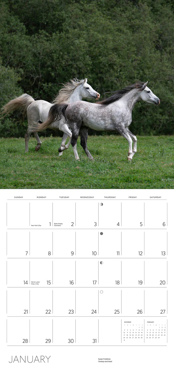 2024 Equus: Photographs by Susan Friedman - Square Wall Calendar  SOLD OUT