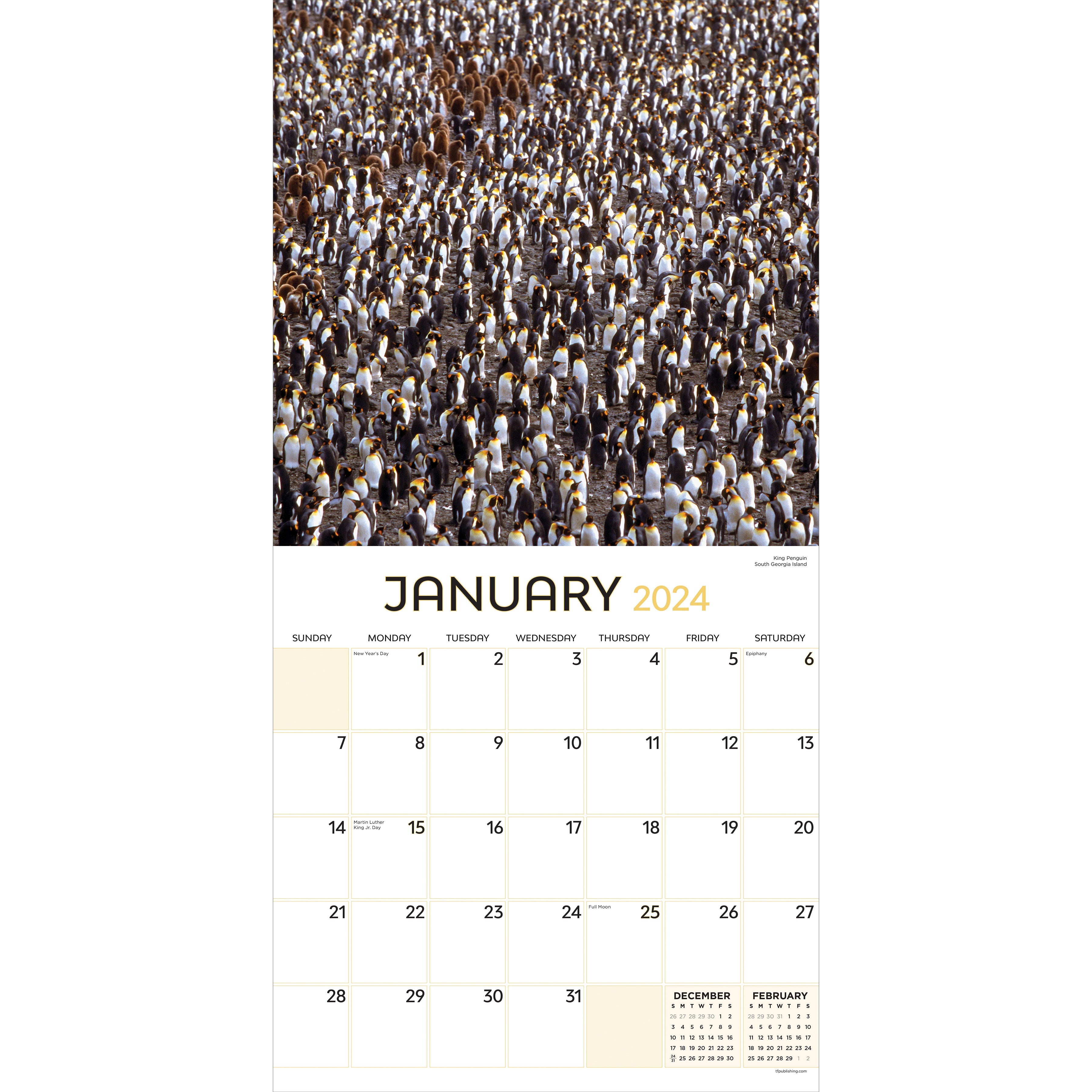 2024 Animals in Motion - Square Wall Calendar