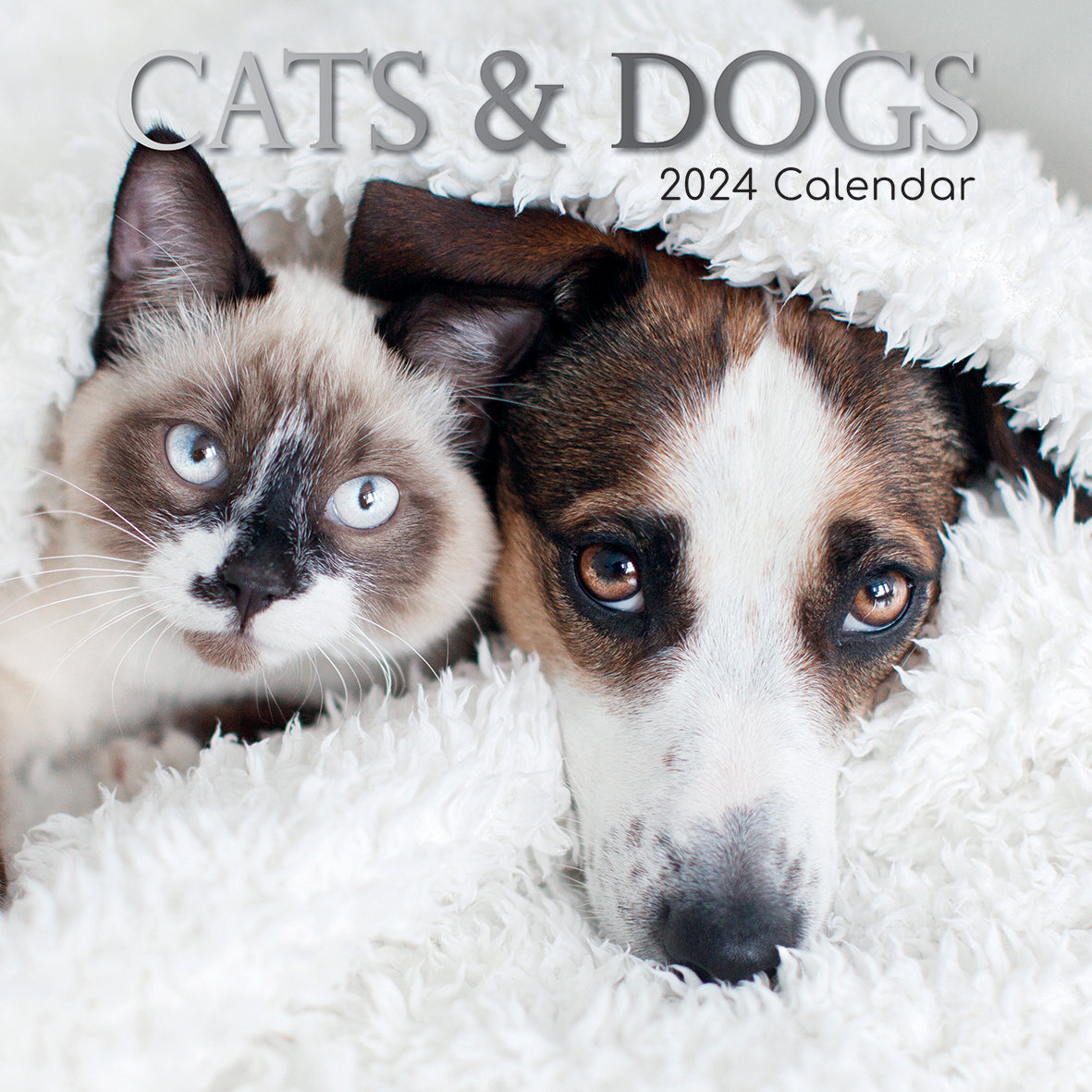 2024 Cats & Dogs Square Wall Calendar Cats & Kittens Calendars by