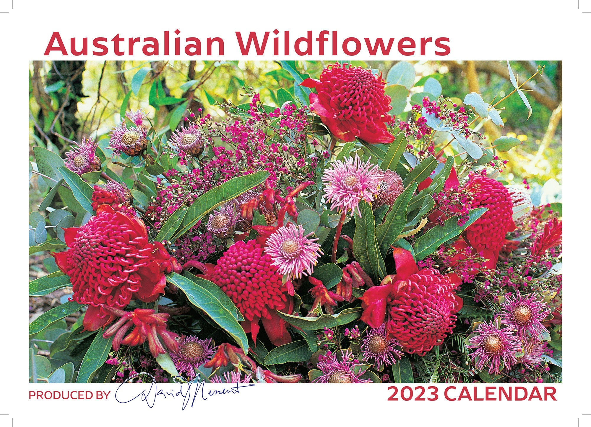 2023 Australian Wildflowers by David Messent - Horizontal Wall Calendar
