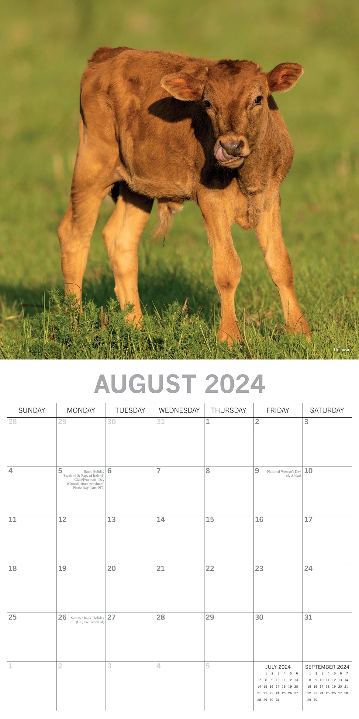 2024 Cows Square Wall Calendar Animals & Wildlife Calendars by The