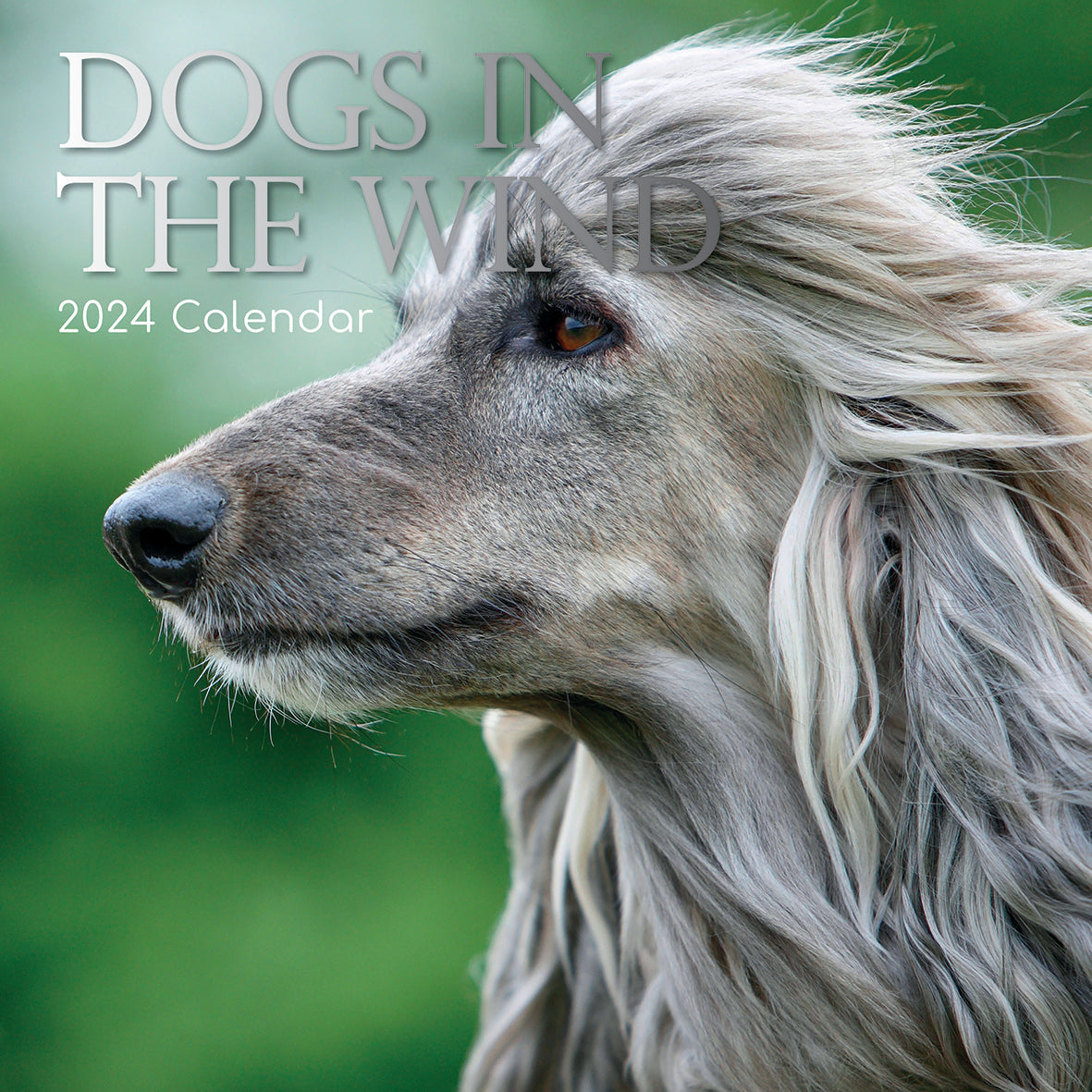 2024 Dogs in the Wind Square Wall Calendar Dogs & Puppies