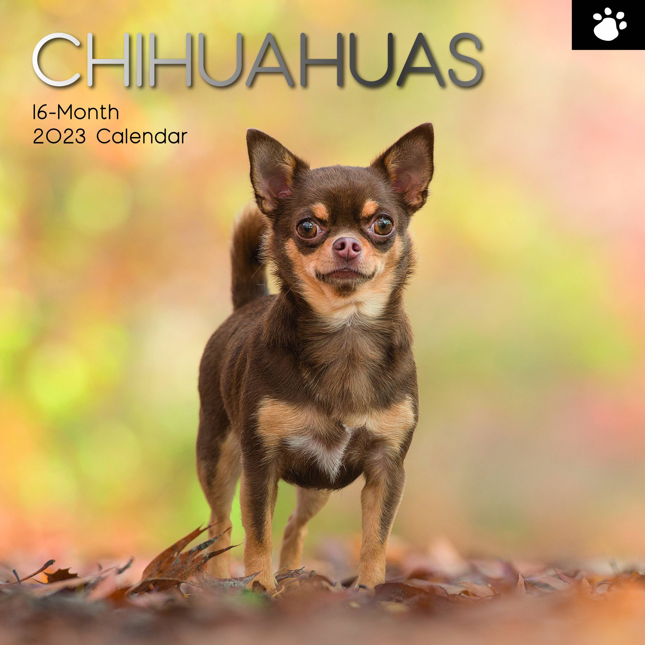 2023 Chihuahuas - Square Wall Calendar