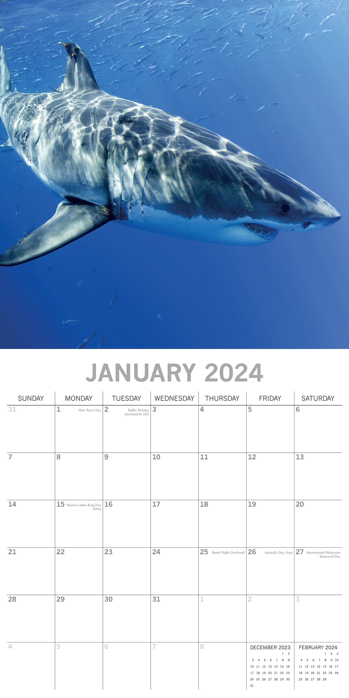 2024 Sharks - Square Wall Calendar