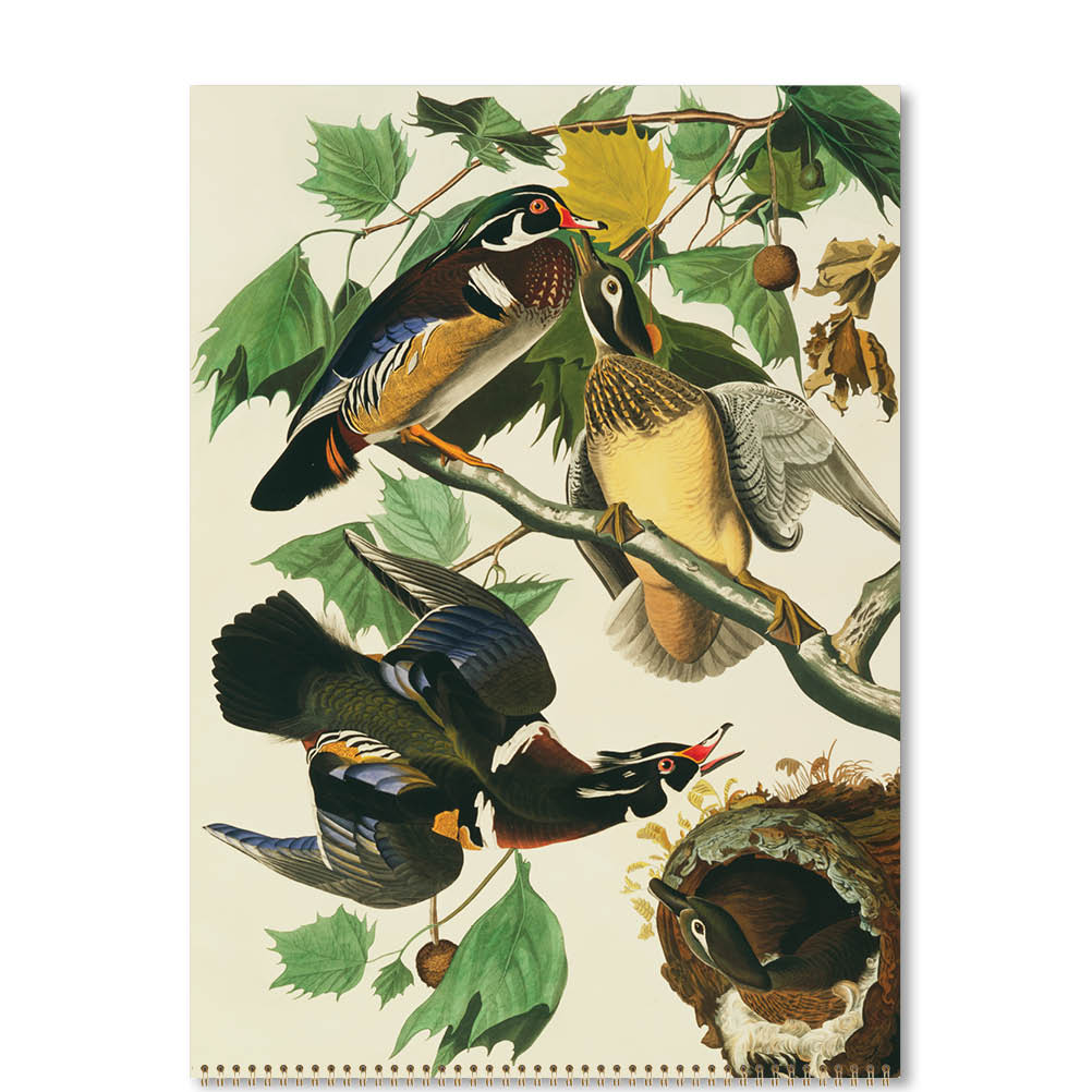 2023 Audubon's Birds - Deluxe Wall Calendar