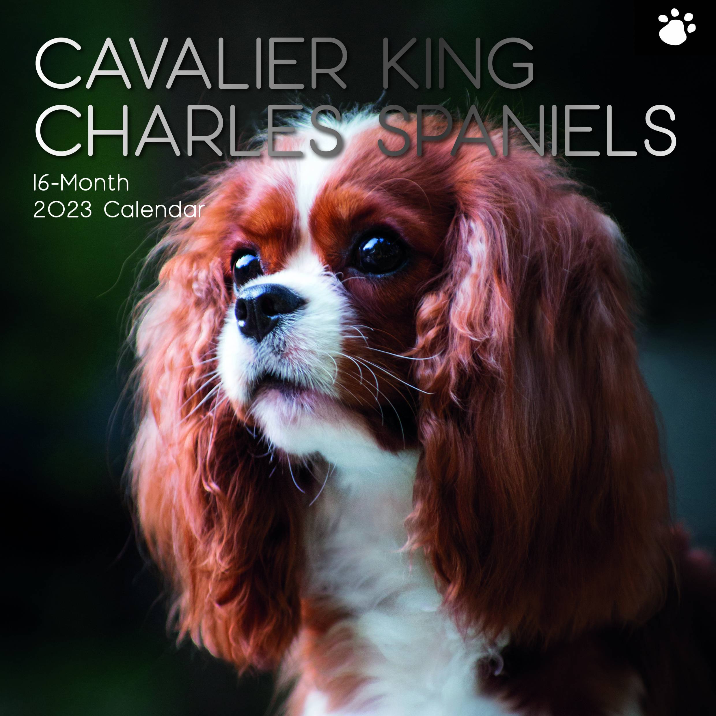 2023 Cavalier King Charles Spaniels - Square Wall Calendar