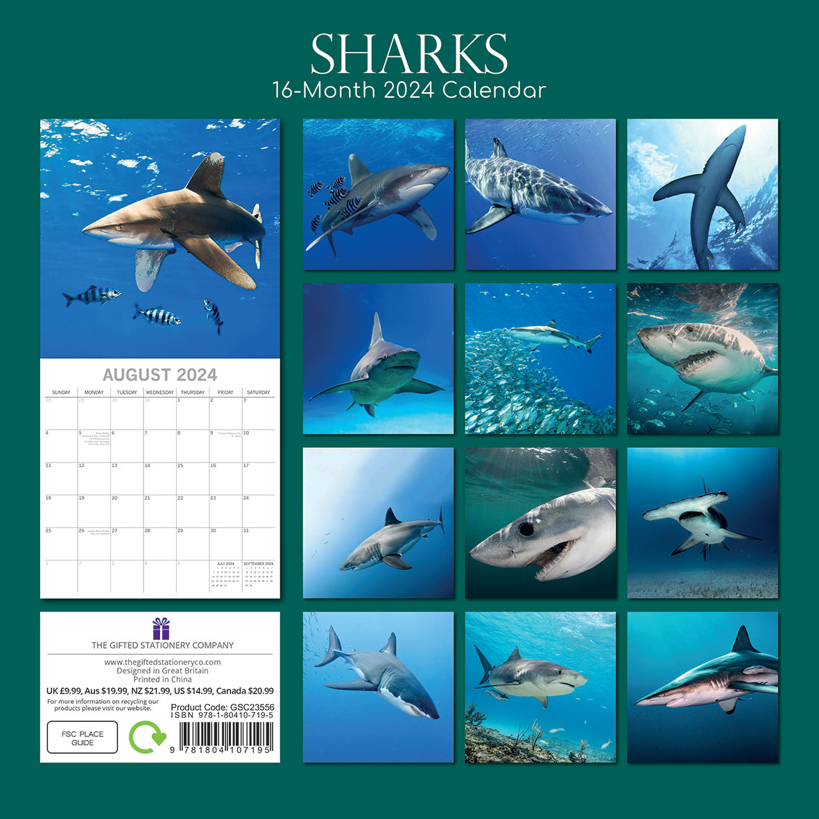 2024 Sharks - Square Wall Calendar