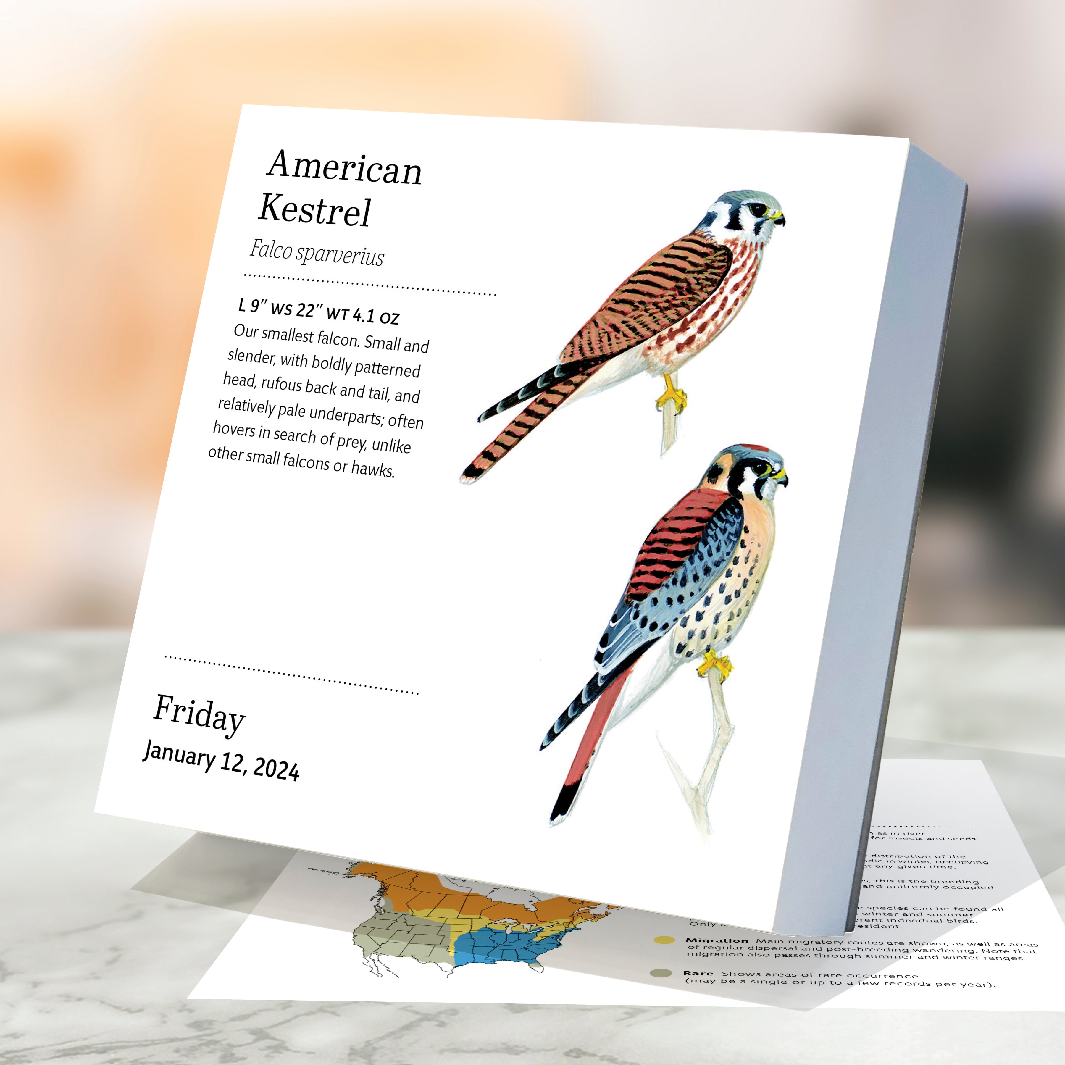 2024 Birds: Backyard & Beyond - Daily Boxed Page-A-Day Calendar